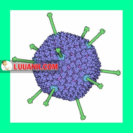 Adenovirus 1