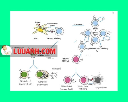 Phản ứng miễn dịch