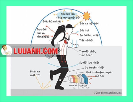 Hình 1. Sự điều hòa nhiệt độ trong cơ thể[3]