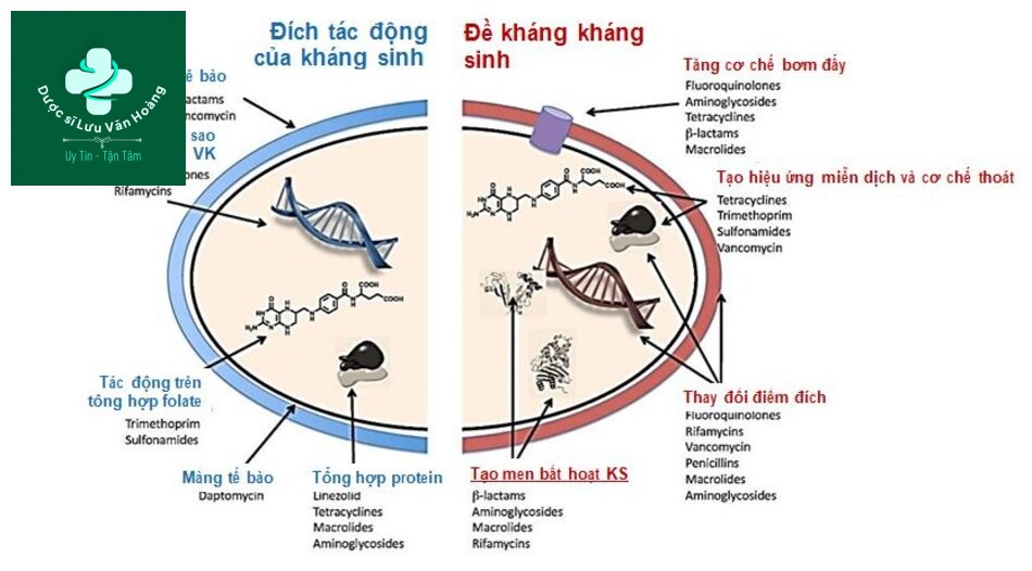 Tác động kháng sinh và cơ chế đề kháng